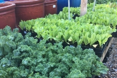 cool weather vegetables