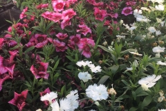 dianthus