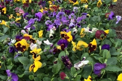 pansies