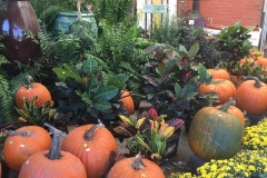 pumpkin display