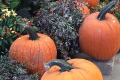 pumpkins-2