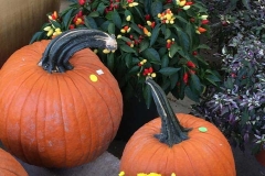 pumpkins-peppers