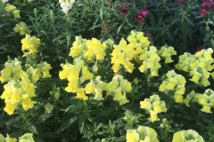 snapdragons