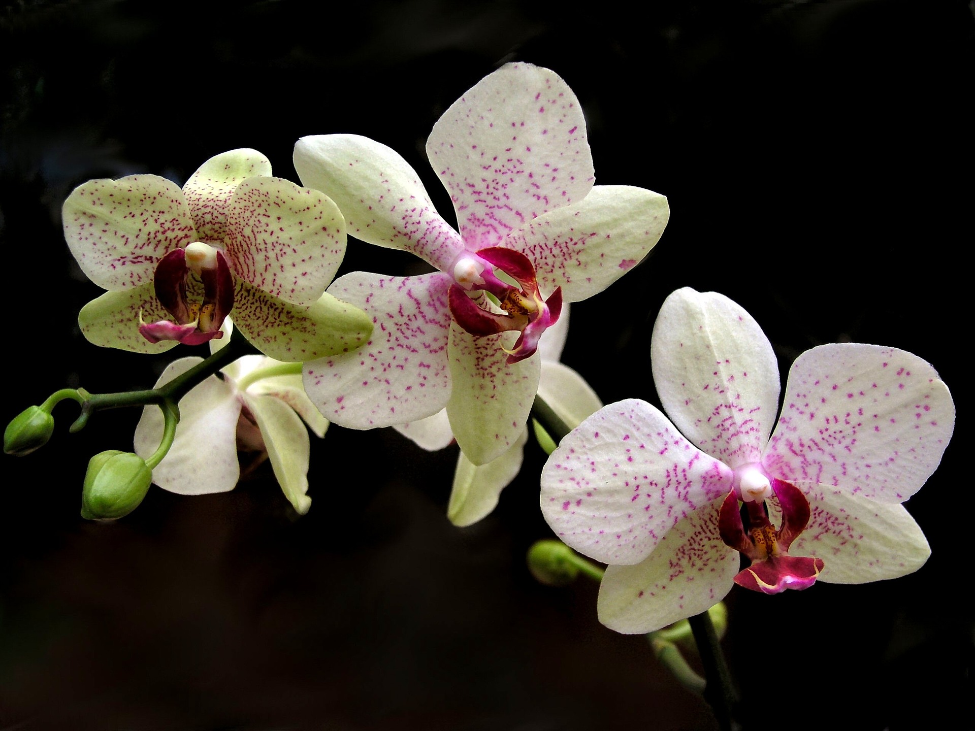 houseplant of the month: phalaenopsis orchid - hebert's